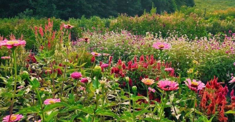 This North Carolina Flower Field Looks Like It Was Painted By Monet