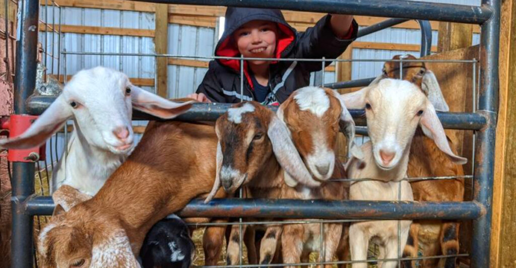 This Northern Michigan Farm Has Baby Goats, a Cheese Cave, and Fresh Chevre People Drive Hours to Buy