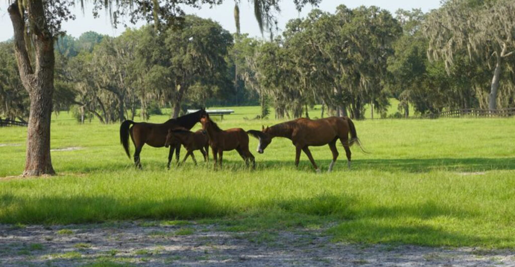 This Ocala Farm Tour Offers a Peaceful Look at Florida’s Horse Country