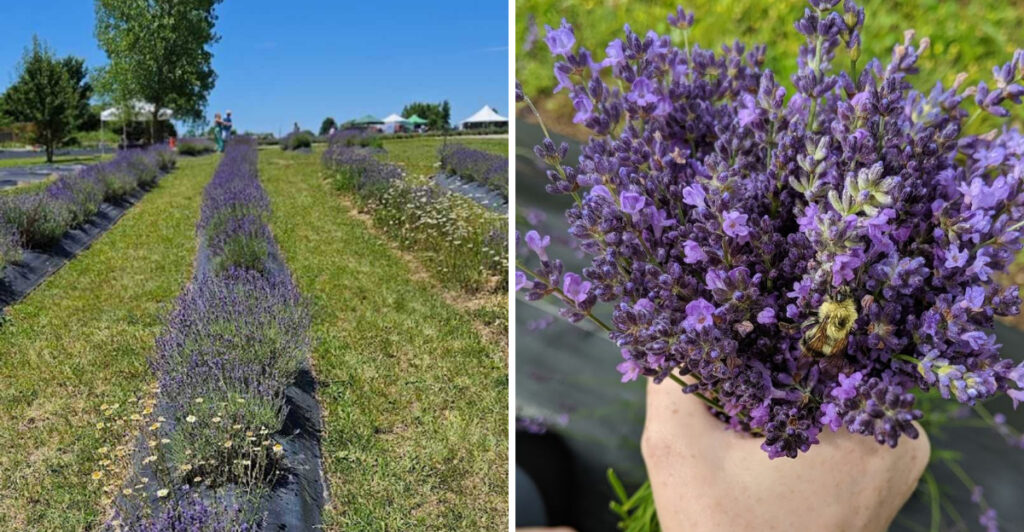 This Ohio Gem Is a Lavender Farm That Smells Absolutely Incredible