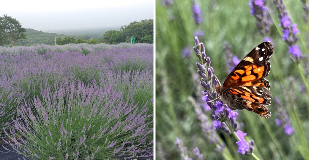 This Oklahoma Lavender Farm Will Make You Feel Like You’ve Stepped Into Rural France