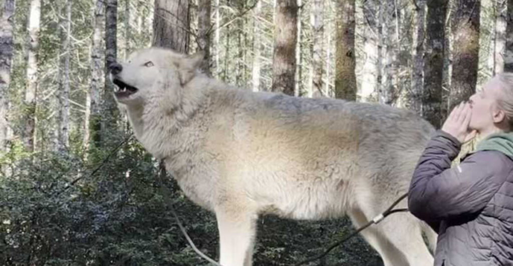 This Once-In-A-Lifetime Washington Adventure Lets You Walk Alongside Wolfdogs