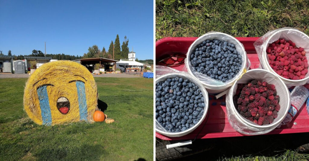 This Oregon Berry Farm Lets You Pick Your Own Fruit for $5 and Snack While You Wander the Fields