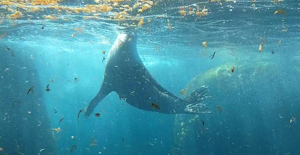 This Oregon Coast Aquarium Is Stealing Hearts Right Now Thanks to Its Playful Sea Creatures