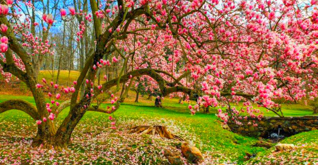 This Peaceful Delaware Garden Park Has Waterfalls, Cherry Blossoms, and Trails That Feel Like a Private Estate Escape