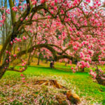 This Peaceful Delaware Garden Park Has Waterfalls, Cherry Blossoms, and Trails That Feel Like a Private Estate Escape