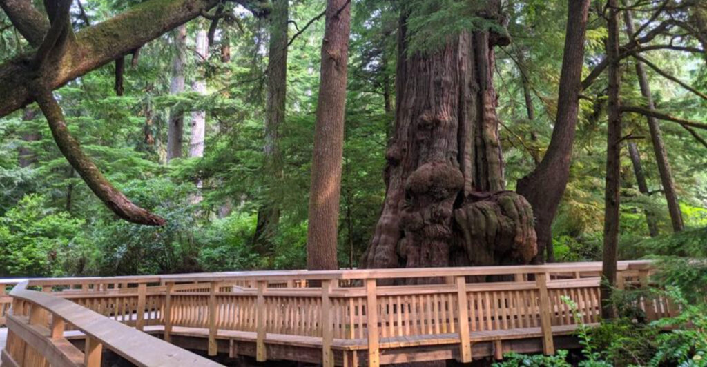 This Peaceful Oregon Boardwalk Winds Through a Forest of Giants