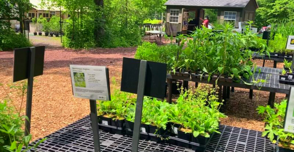 This Peaceful Pennsylvania Preserve Protects 700 Native Wildflowers in a Stunning Woodland Setting