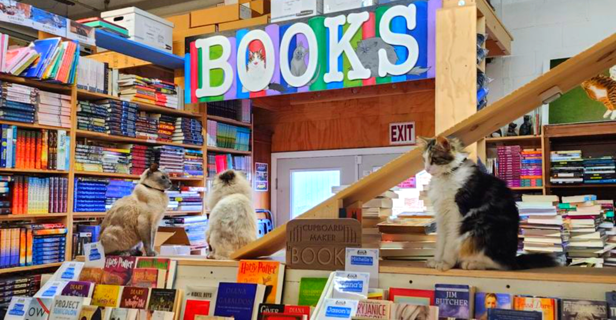 This Pennsylvania Bookstore Has 125,000 Books, Resident Cats, and a Fanbase That Travels From Around the World