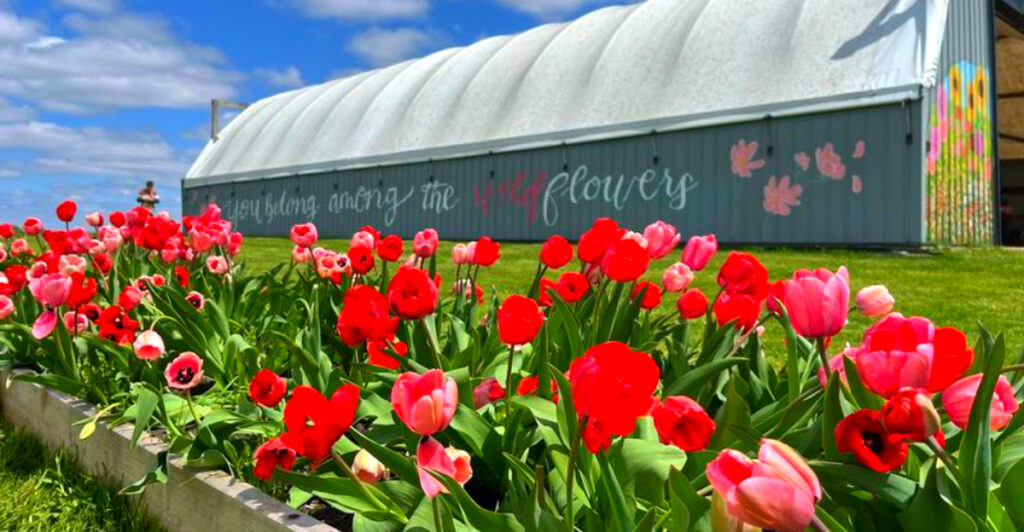 This Quiet Michigan Flower Farm Lets You Pick Your Own Tulips and Watch the Sunset Over Endless Blooms