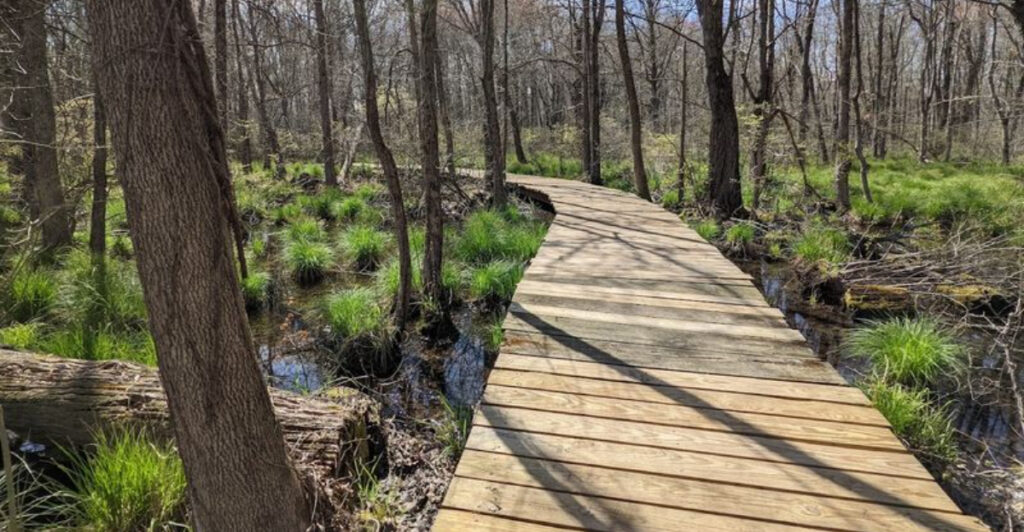 This Quiet New Jersey Trail Feels Like Walking Through a Secret Wetland World