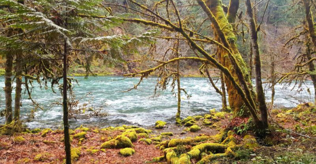 This Remote 14.5-Mile Oregon Trail Is a Journey Through Old-Growth Forest and Pure Seclusion