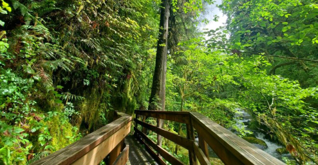 This Shaded 3.5-Mile Forest Hike Is the Perfect Peaceful Creekside Escape
