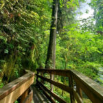 This Shaded 3.5-Mile Forest Hike Is the Perfect Peaceful Creekside Escape