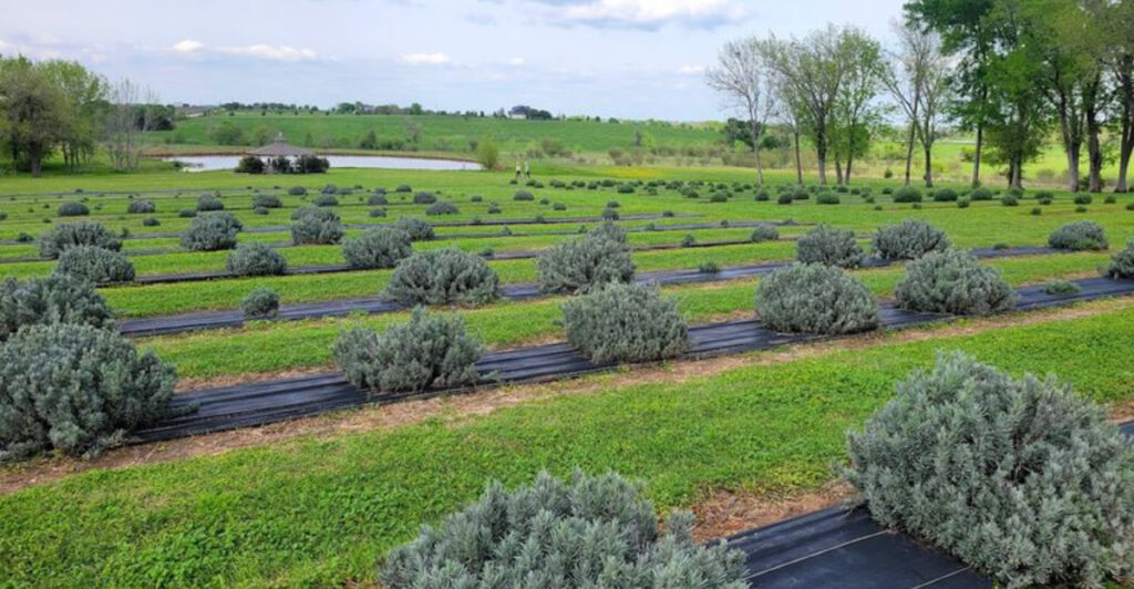 This Texas Lavender Farm Looks Like a Slice of Provence in the Hill Country