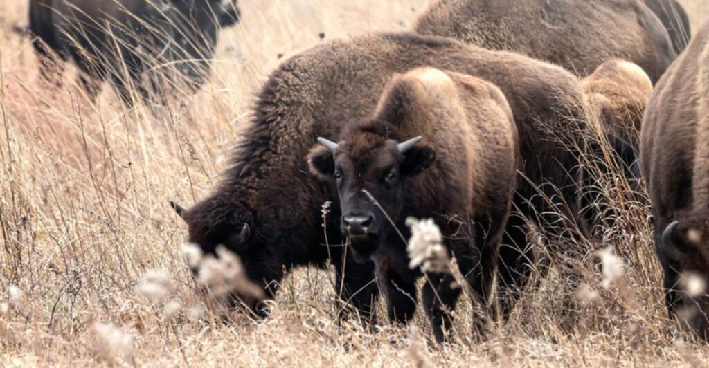 This Tiny Indiana Town Has a 1,000-Acre Prairie Where Bison Still Roam