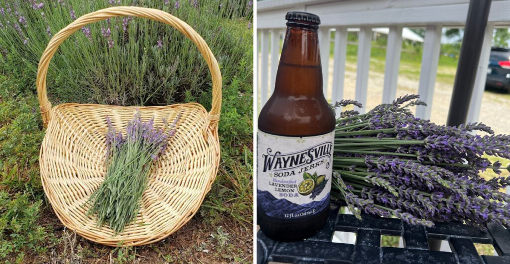This U-Pick Lavender Farm in South Carolina Feels Like a Dreamy Purple Escape