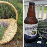 This U-Pick Lavender Farm in South Carolina Feels Like a Dreamy Purple Escape