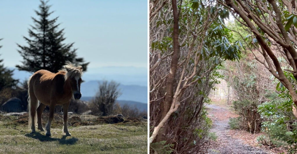 This Virginia Mountain Destination Is Famous for Wild Ponies and Breathtaking Vistas