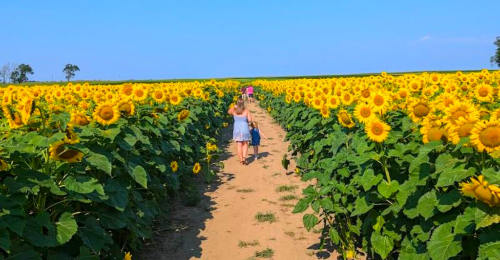 This West Michigan Sunflower Farm Explodes Into Over 300,000 Blooms Every Summer – and It Only Costs $2 to Visit