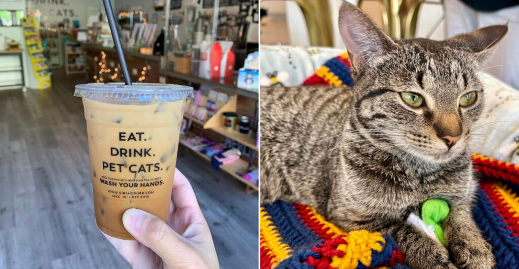 This Wisconsin Café Pairs Your Favorite Drink With the Company of Rescue Cats