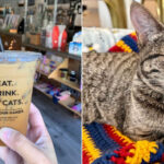 This Wisconsin Café Pairs Your Favorite Drink With the Company of Rescue Cats