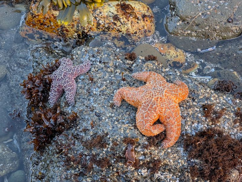 Tidal Pools Packed With Creatures Worth Getting Your Feet Wet For