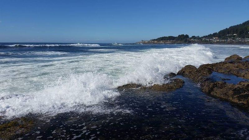 Tidepooling Along the Basalt Shelves