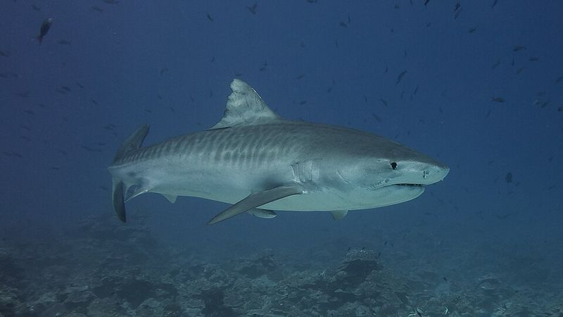 Tiger Shark (Galeocerdo cuvier) Tiger Shark (Galeocerdo cuvier)
