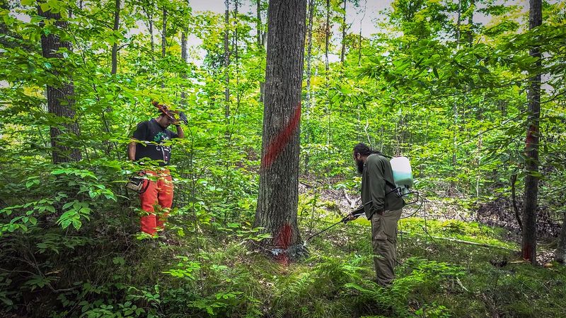 Timber and Healthy Forests Timber and Healthy Forests