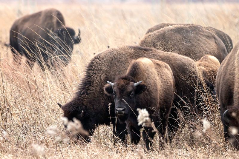 Tips for Spotting the Herd Tips for Spotting the Herd
