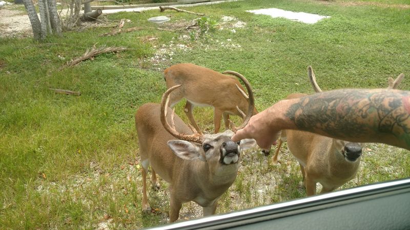 Tips for Visiting Big Pine Key Responsibly