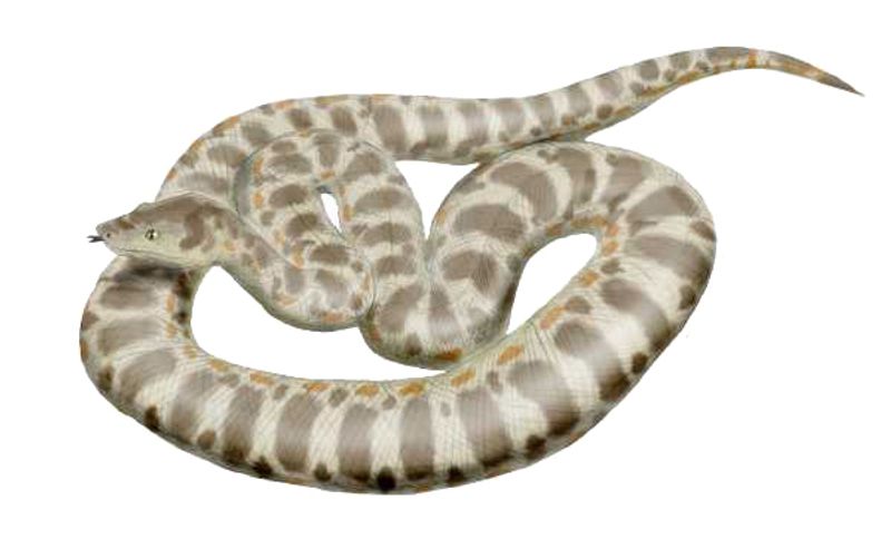 Titanoboa Titanoboa
