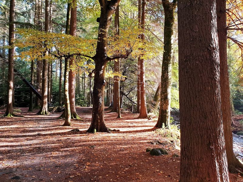 Tollymore Forest Park – County Down