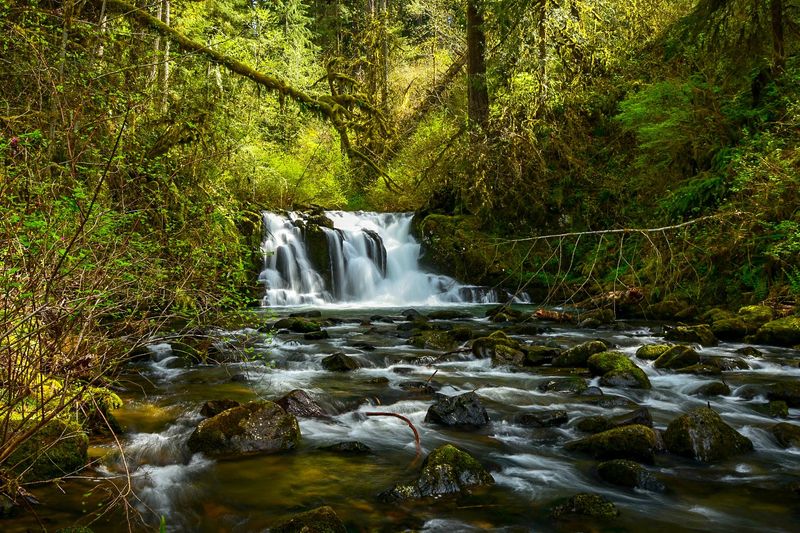 Wildlife, Plant Life, and Forest Atmosphere