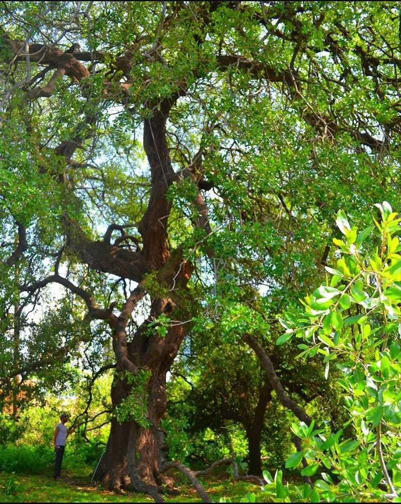 Treaty Oak, Austin, Texas