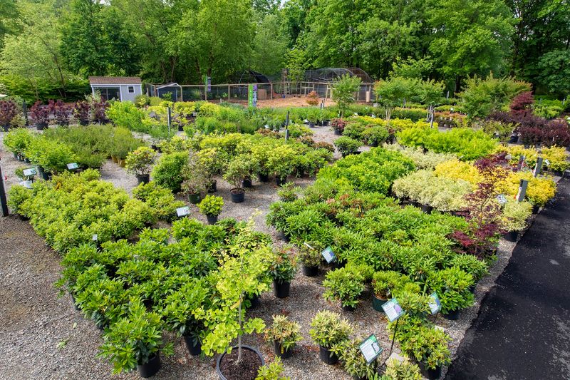 Trees, Shrubs, and the Big Outdoor Picture