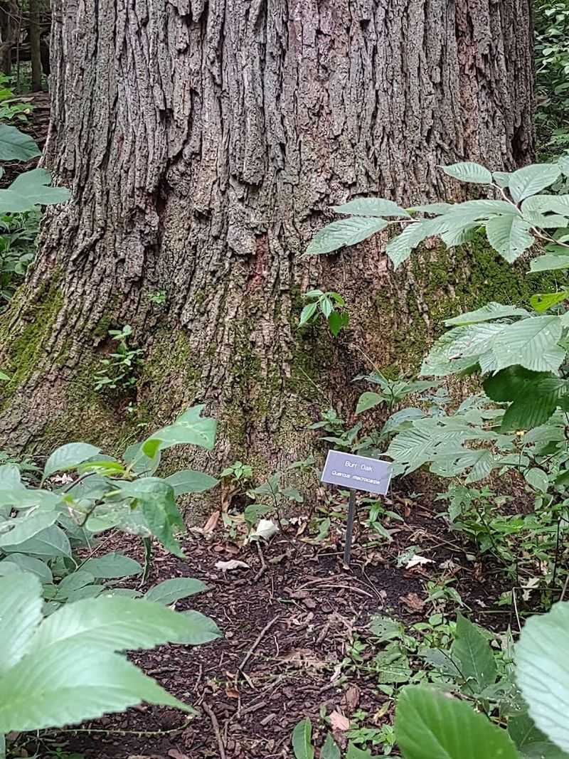Trees That Were Alive Before the Pilgrims Arrived Trees That Were Alive Before the Pilgrims Arrived
