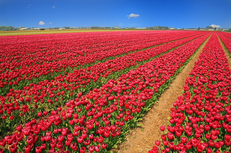 Tulip Fields Along Meridian Road — Woodburn, Oregon Tulip Fields Along Meridian Road — Woodburn, Oregon