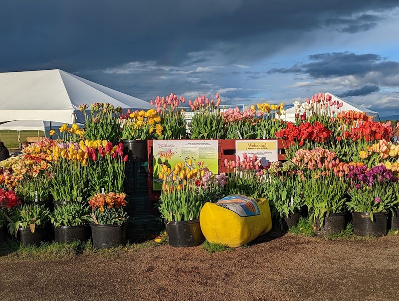 Tulip Market and Garden Areas — Woodburn, Oregon Tulip Market and Garden Areas — Woodburn, Oregon