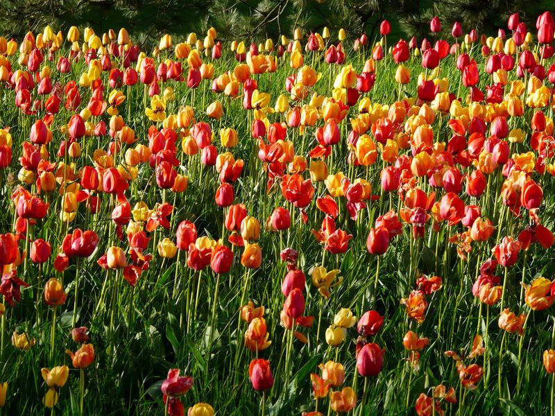 Tulip Photography Platforms — Woodburn, Oregon Tulip Photography Platforms — Woodburn, Oregon
