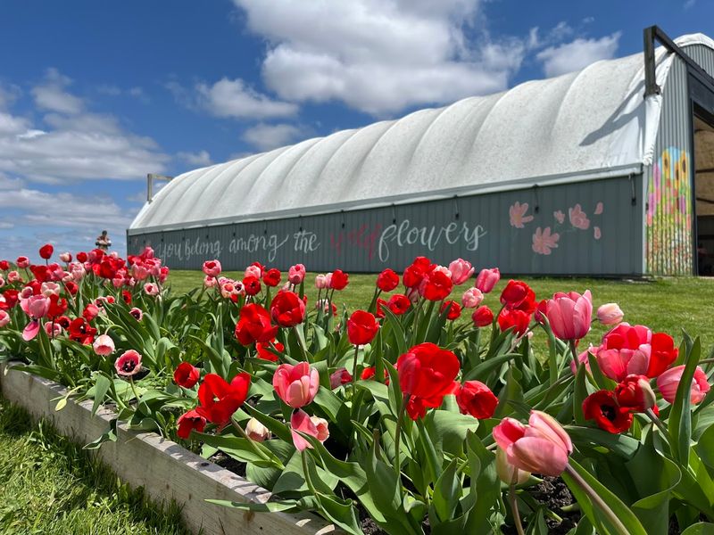 Tulip Season Is Its Own Kind of Magic Tulip Season Is Its Own Kind of Magic