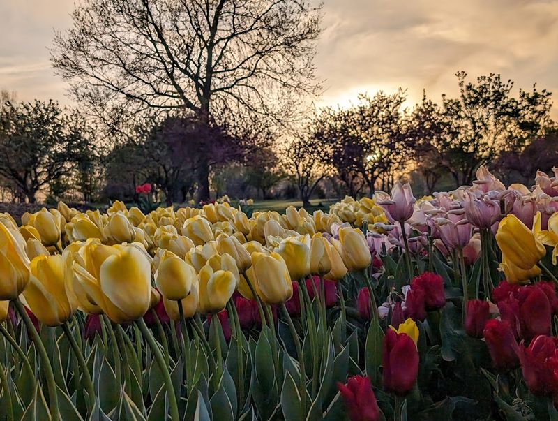 Tulip Time: When 100,000 Blooms Take Over Tulip Time: When 100,000 Blooms Take Over