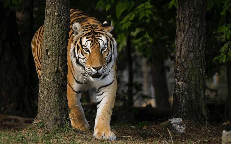 Turpentine Creek Wildlife Refuge - Eureka Springs, Arkansas