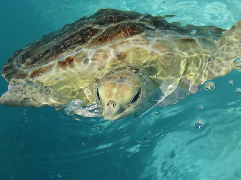 Turtle Releases: A Rare and Moving Experience