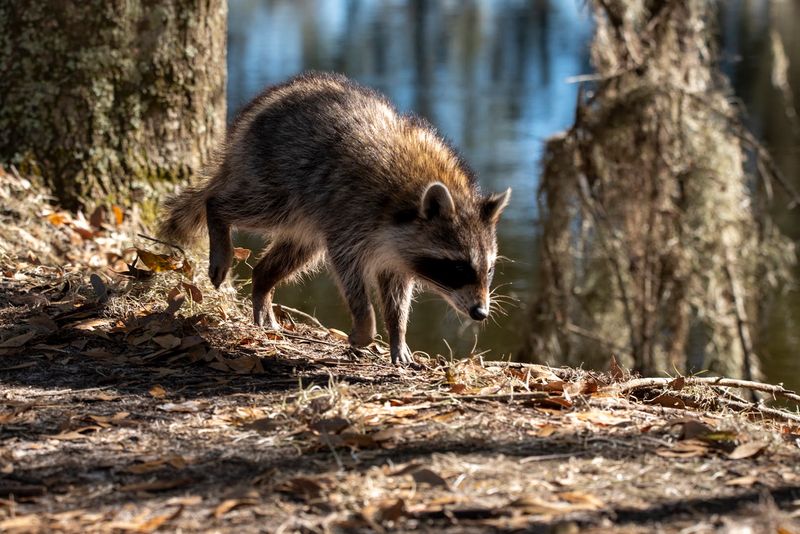 Turtles, Raccoons, and the Smaller Wonders of the Reserve