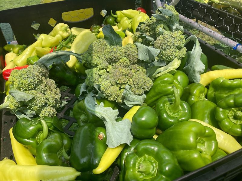 Two Tons of Produce: The Harvest That Feeds the Neighborhood