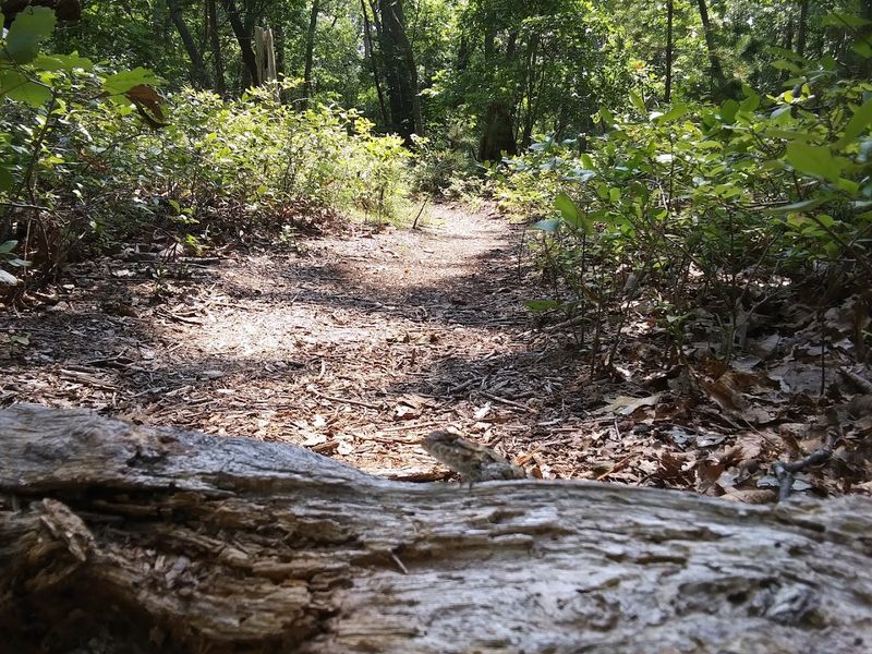 Two Trails, Two Very Different Moods
