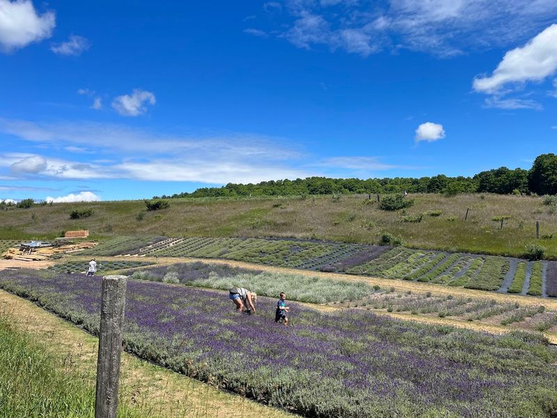 U-Pick Lavender: Taking a Little Purple Paradise Home With You U-Pick Lavender: Taking a Little Purple Paradise Home With You