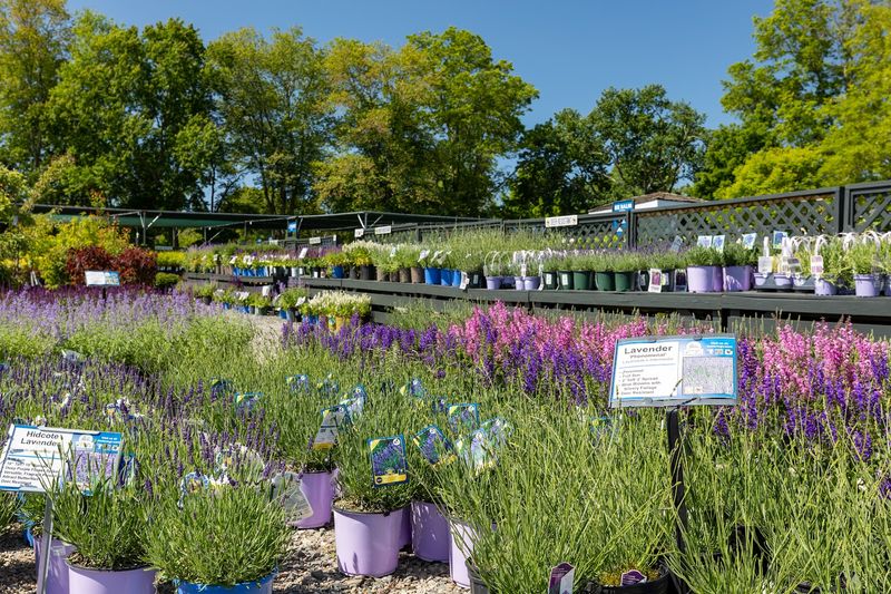 Vegetable Plants and Herb Gardens